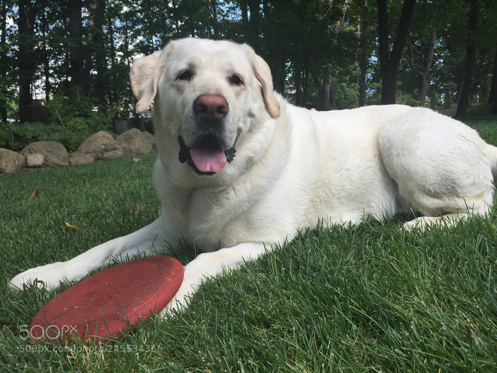 Apple iPhone 6 sample photo. Best. dog. ever. photography