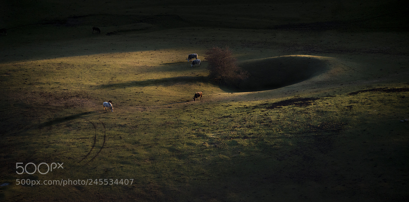 Nikon D800E sample photo. The farmer's pasture photography