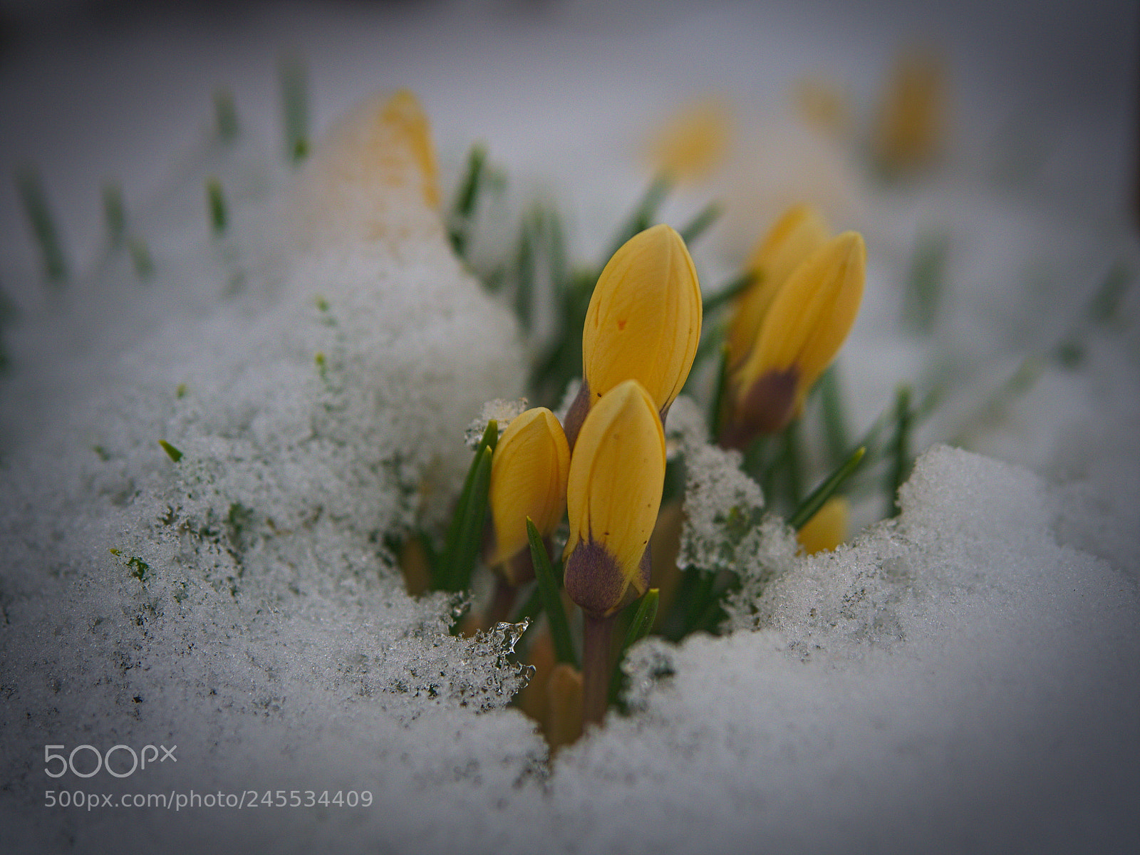 Olympus PEN E-PL5 sample photo. Hidden in snow photography