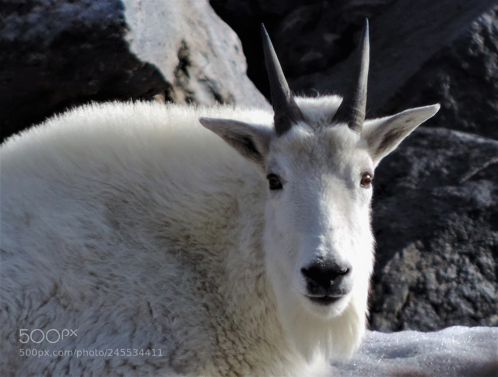 Nikon Coolpix P520 sample photo. Mountain goat photography
