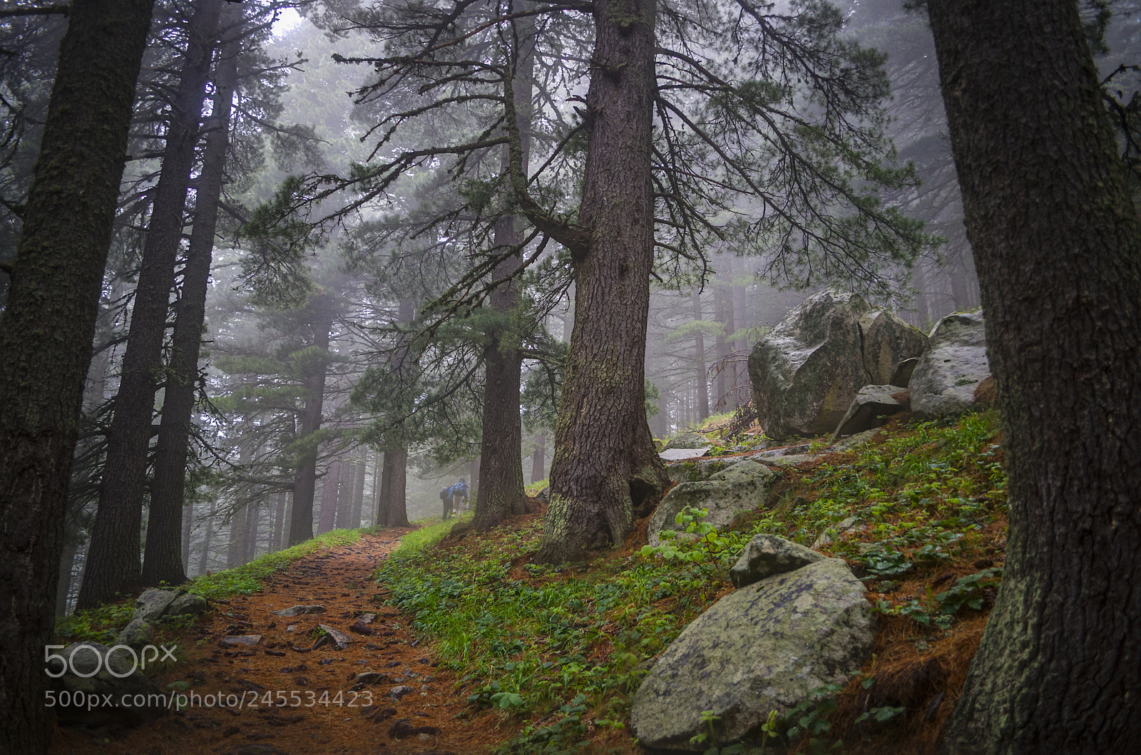 Nikon D5000 sample photo. Forest 2 photography