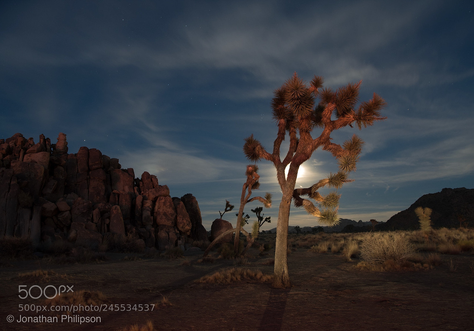 Nikon D850 sample photo. Joshua tree by moonlight photography