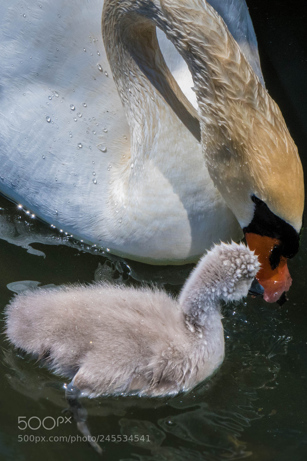Nikon D500 sample photo. I love you mom photography