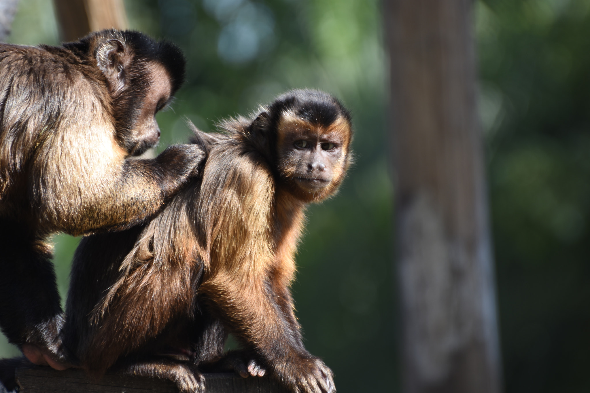 Nikon D7200 sample photo. Zoo photography
