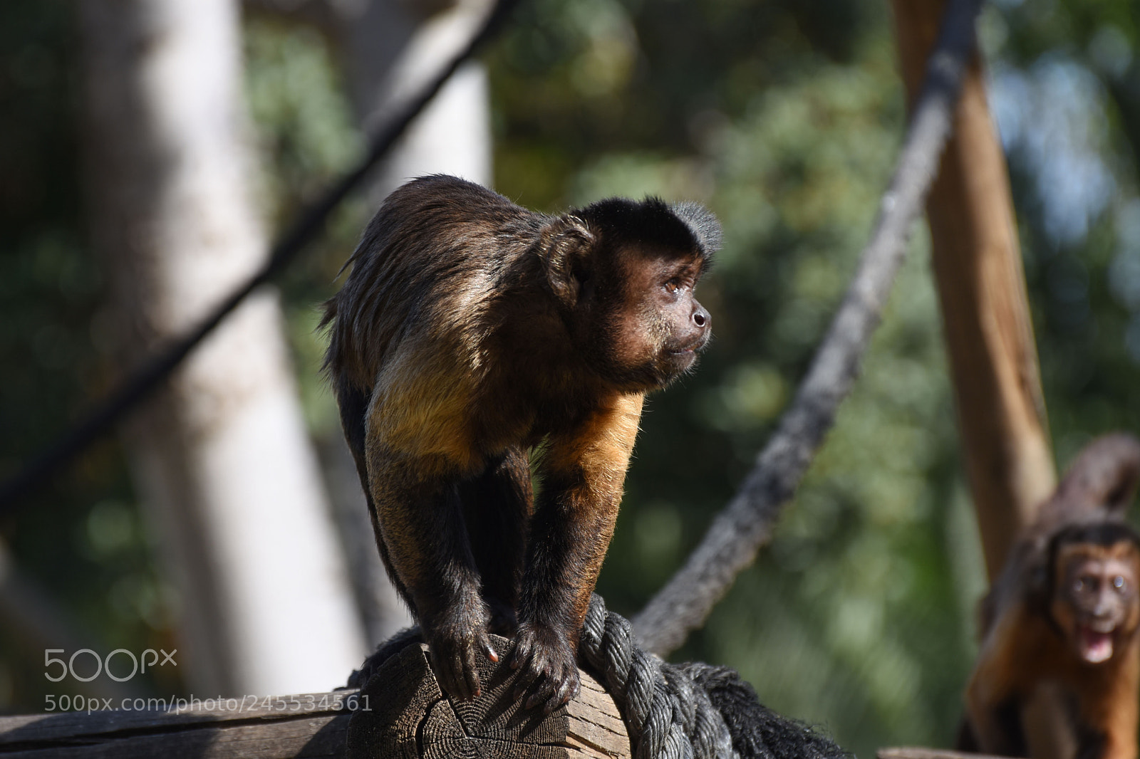 Nikon D7200 sample photo. Zoo photography