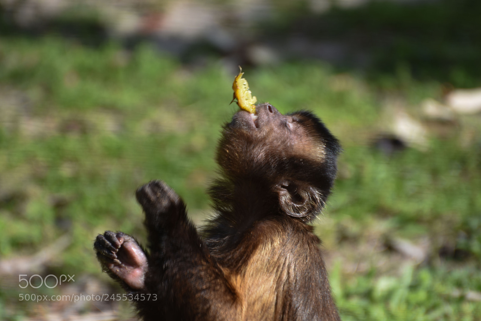 Nikon D7200 sample photo. Zoo photography