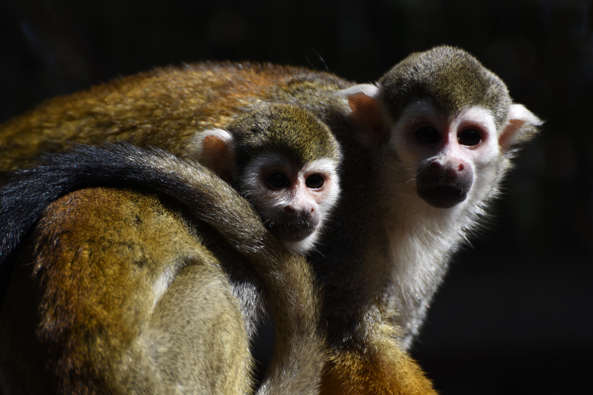 Nikon D7200 sample photo. Zoo photography