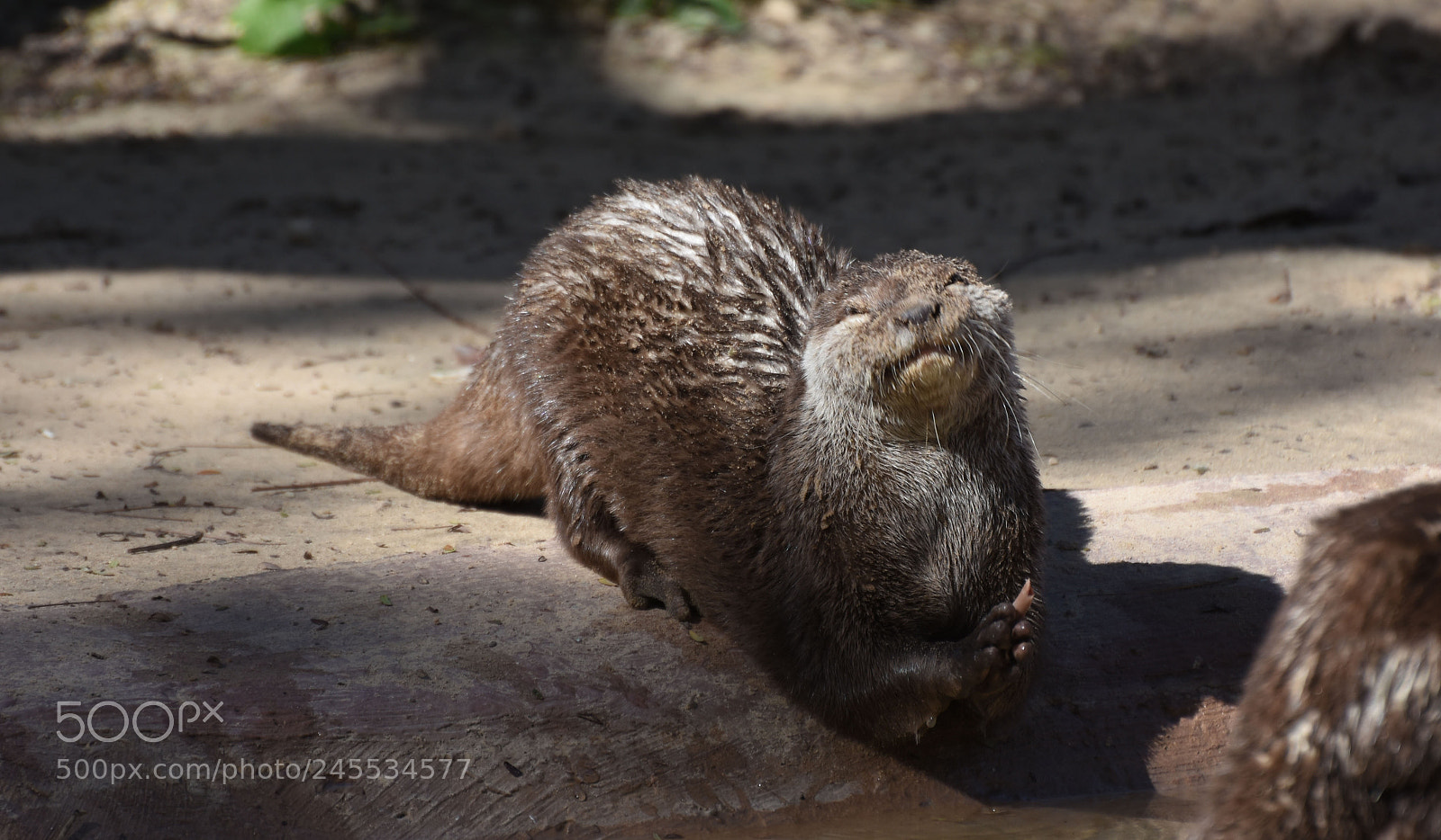 Nikon D7200 sample photo. Zoo photography