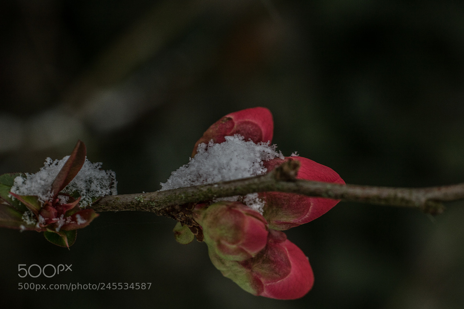 Canon EOS 760D (EOS Rebel T6s / EOS 8000D) sample photo. Soupoudrées 1 photography