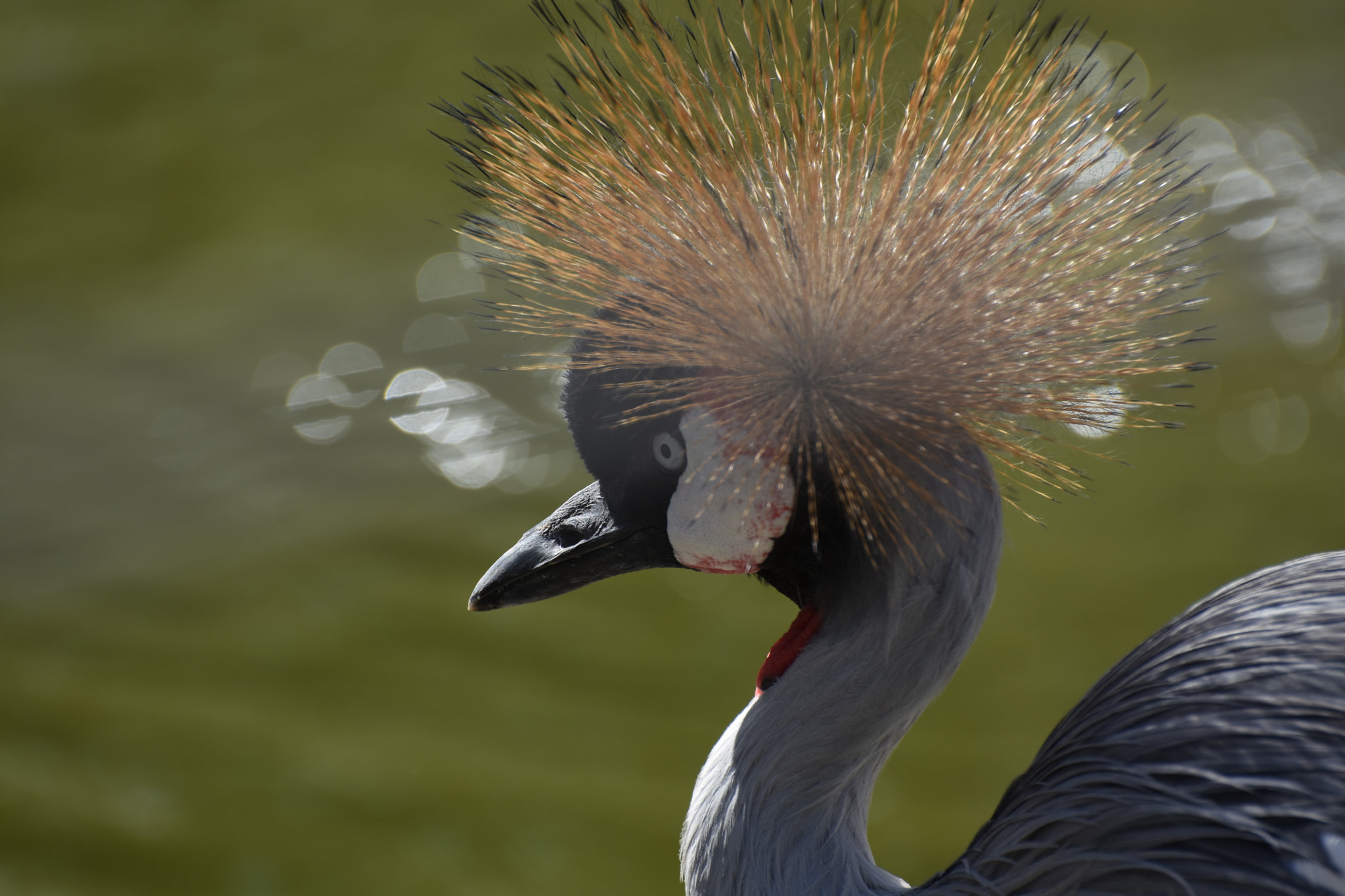 Nikon D7200 sample photo. Zoo photography