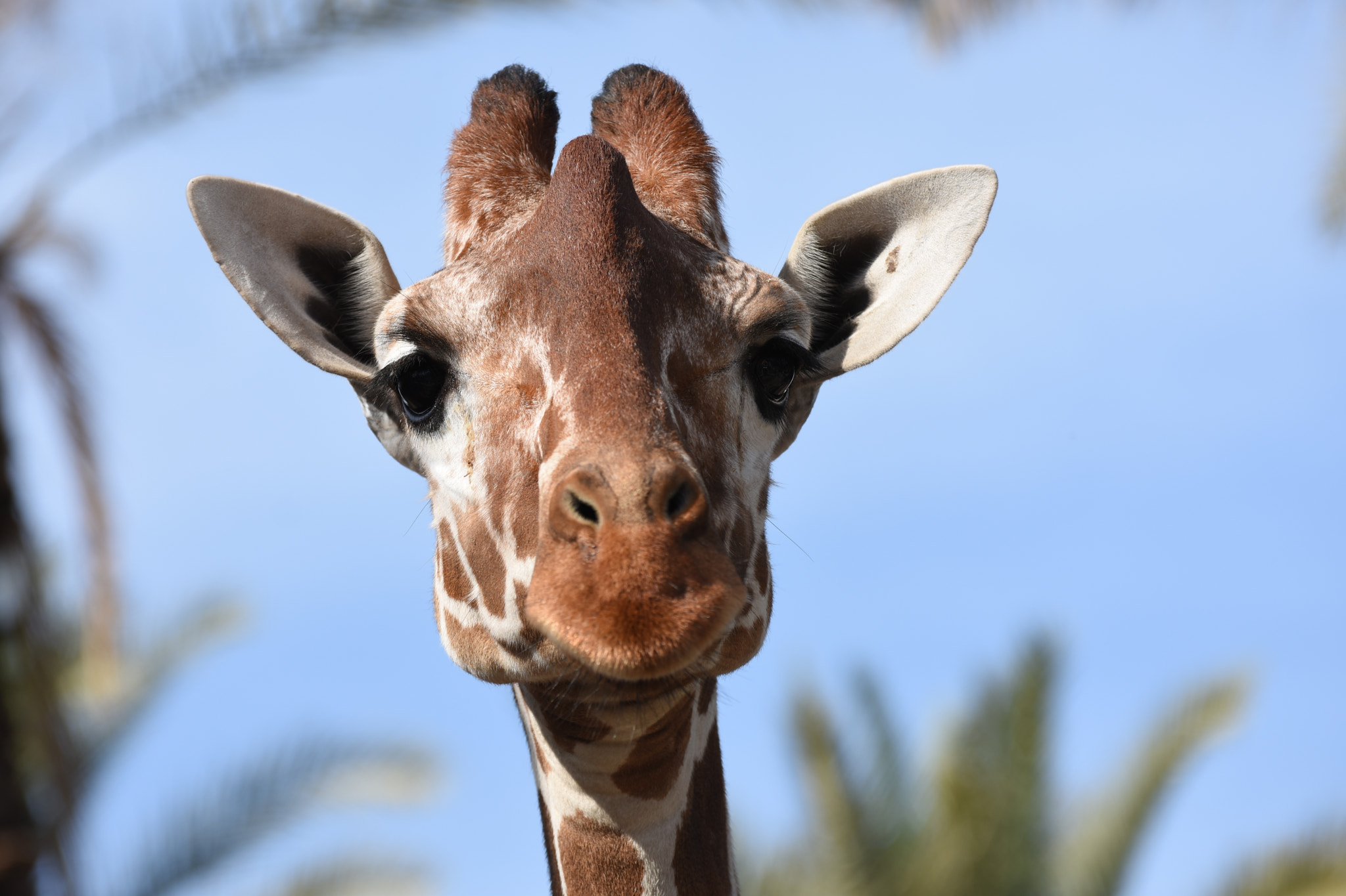 Nikon D7200 sample photo. Zoo photography