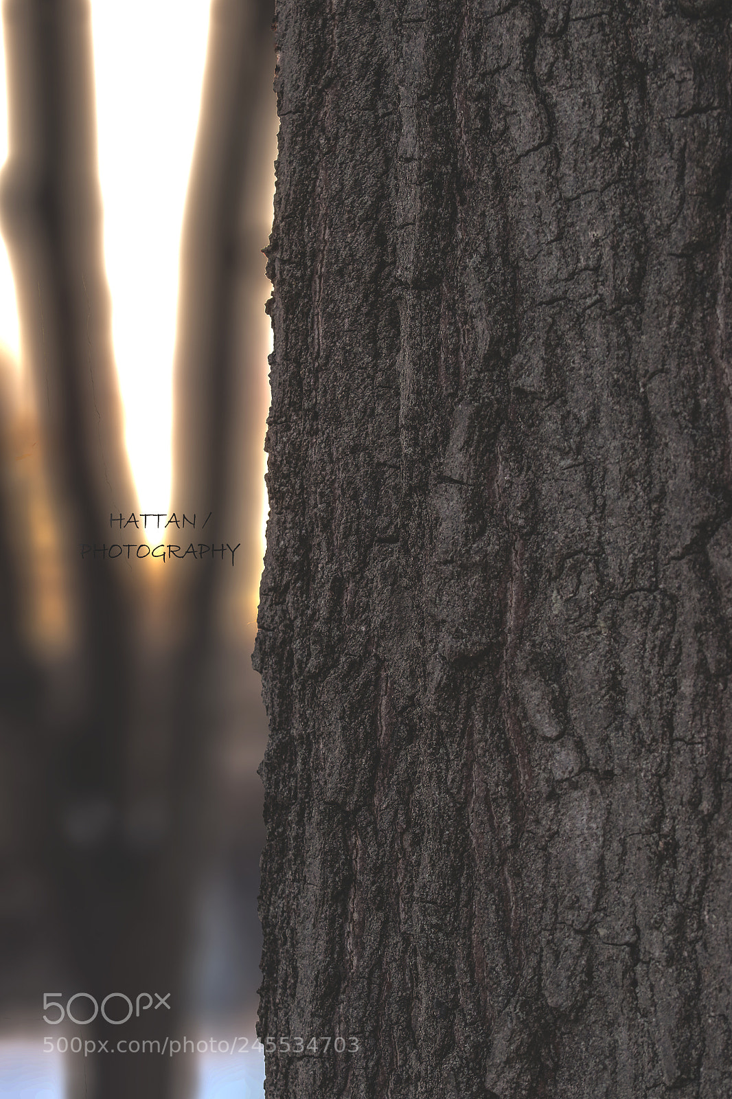 Canon EOS 7D Mark II sample photo. #tree photography