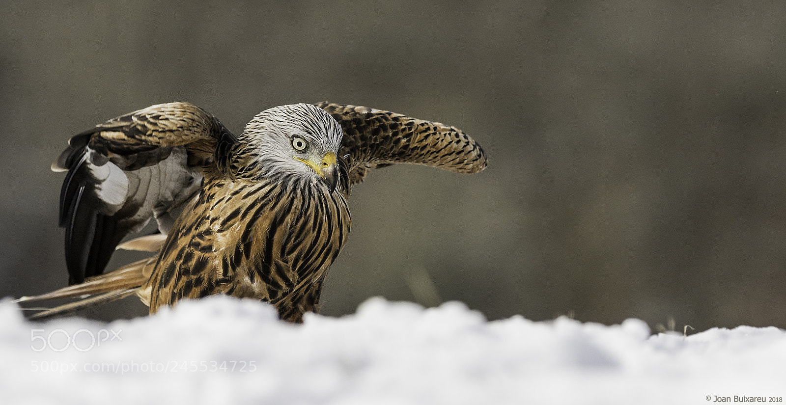 Olympus OM-D E-M1 Mark II sample photo. Marcant terreny, com sempre. photography