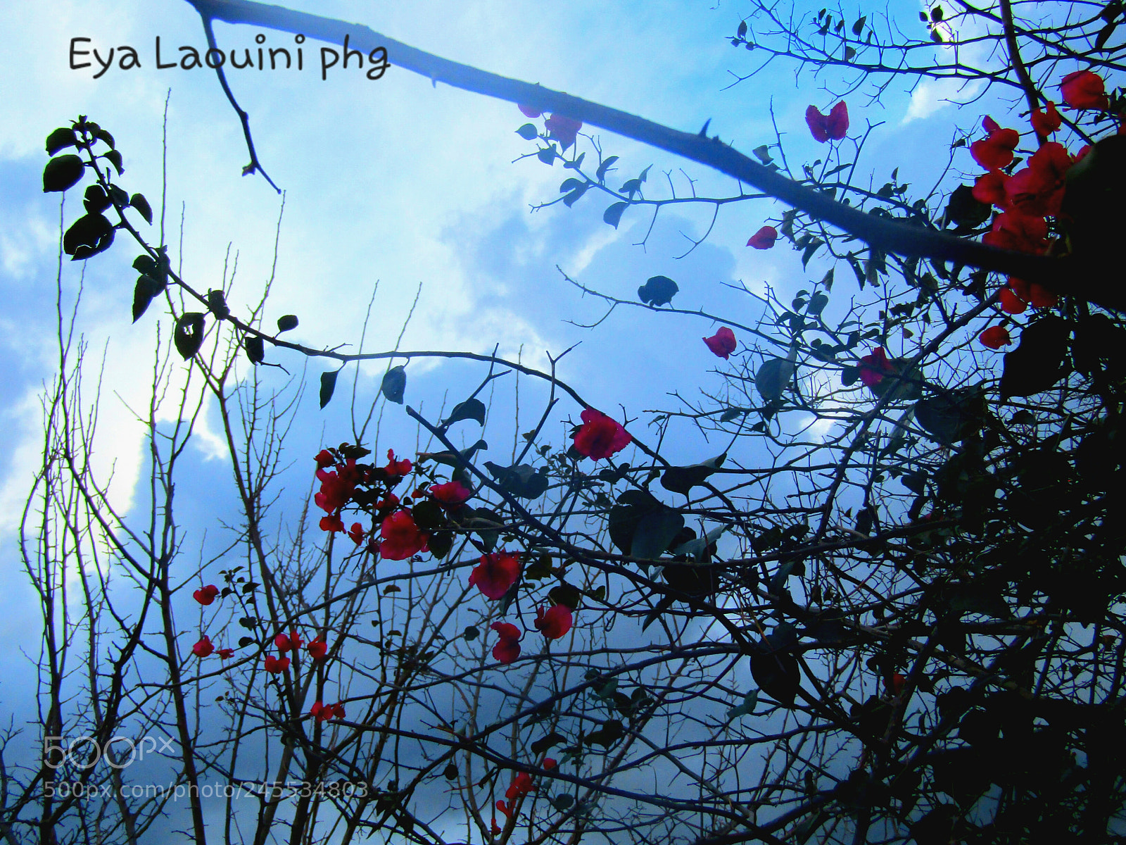Canon PowerShot SX410 IS sample photo. Flowers  pink nature photography