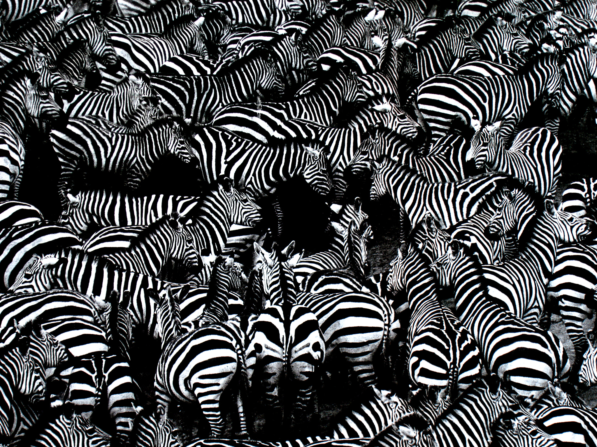 Sony DSC-W100 sample photo. Zebras photography