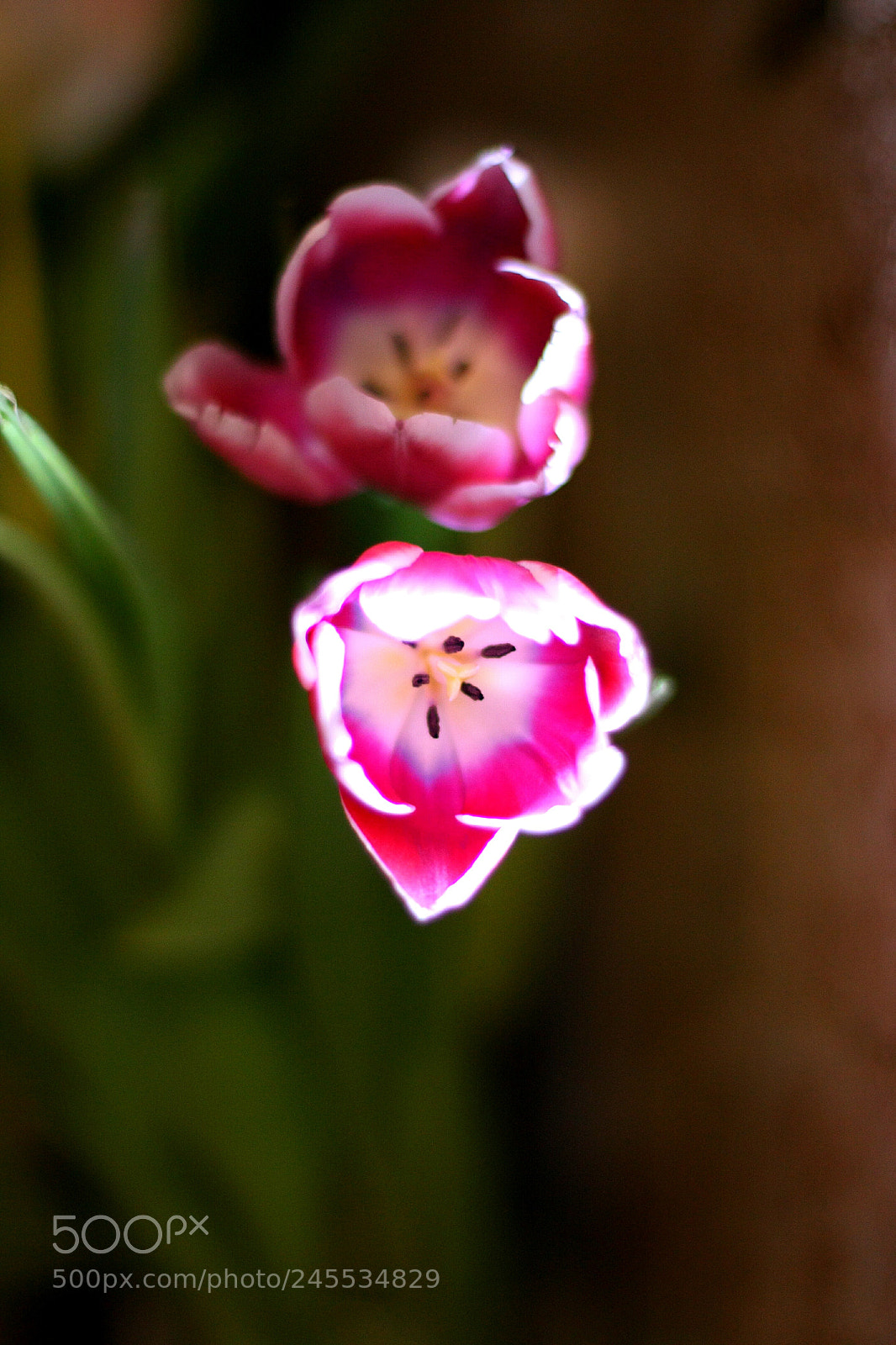 Canon EOS 450D (EOS Rebel XSi / EOS Kiss X2) sample photo. Tulips photography