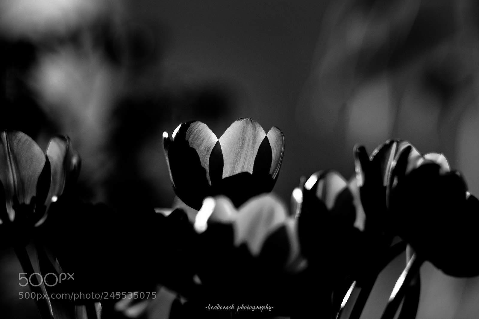 Fujifilm X-E2 sample photo. Flower power photography