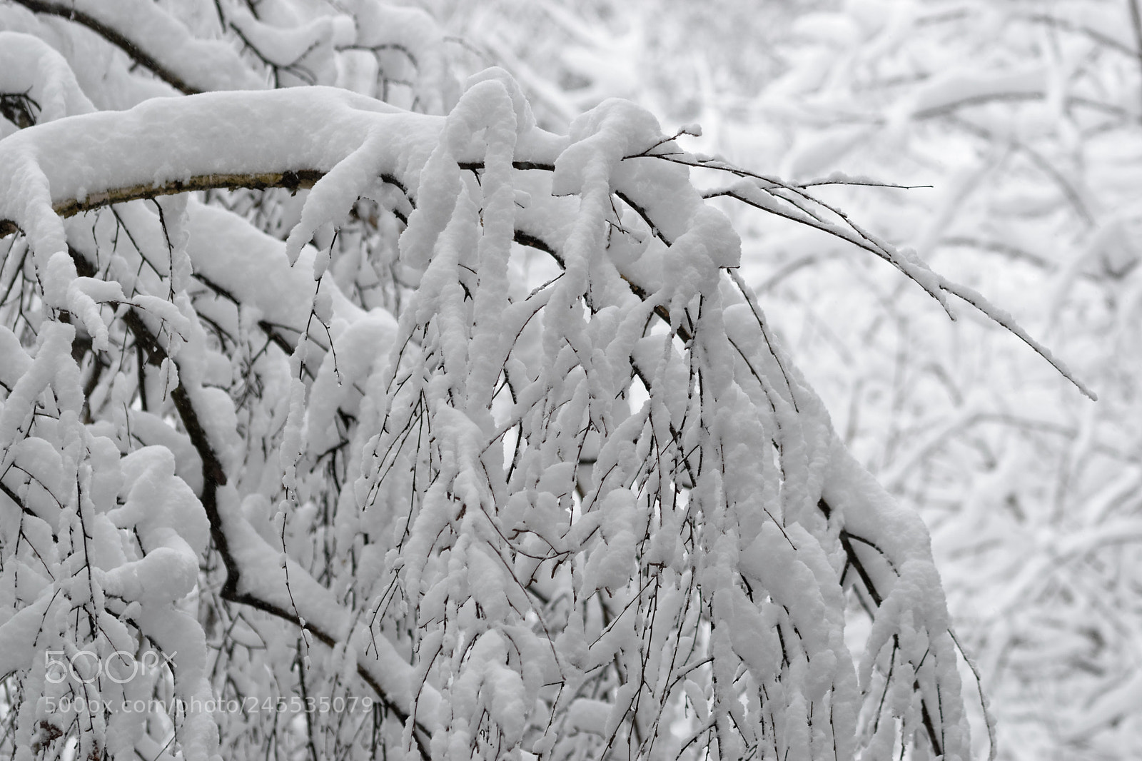 Nikon D5500 sample photo. 6216 photography