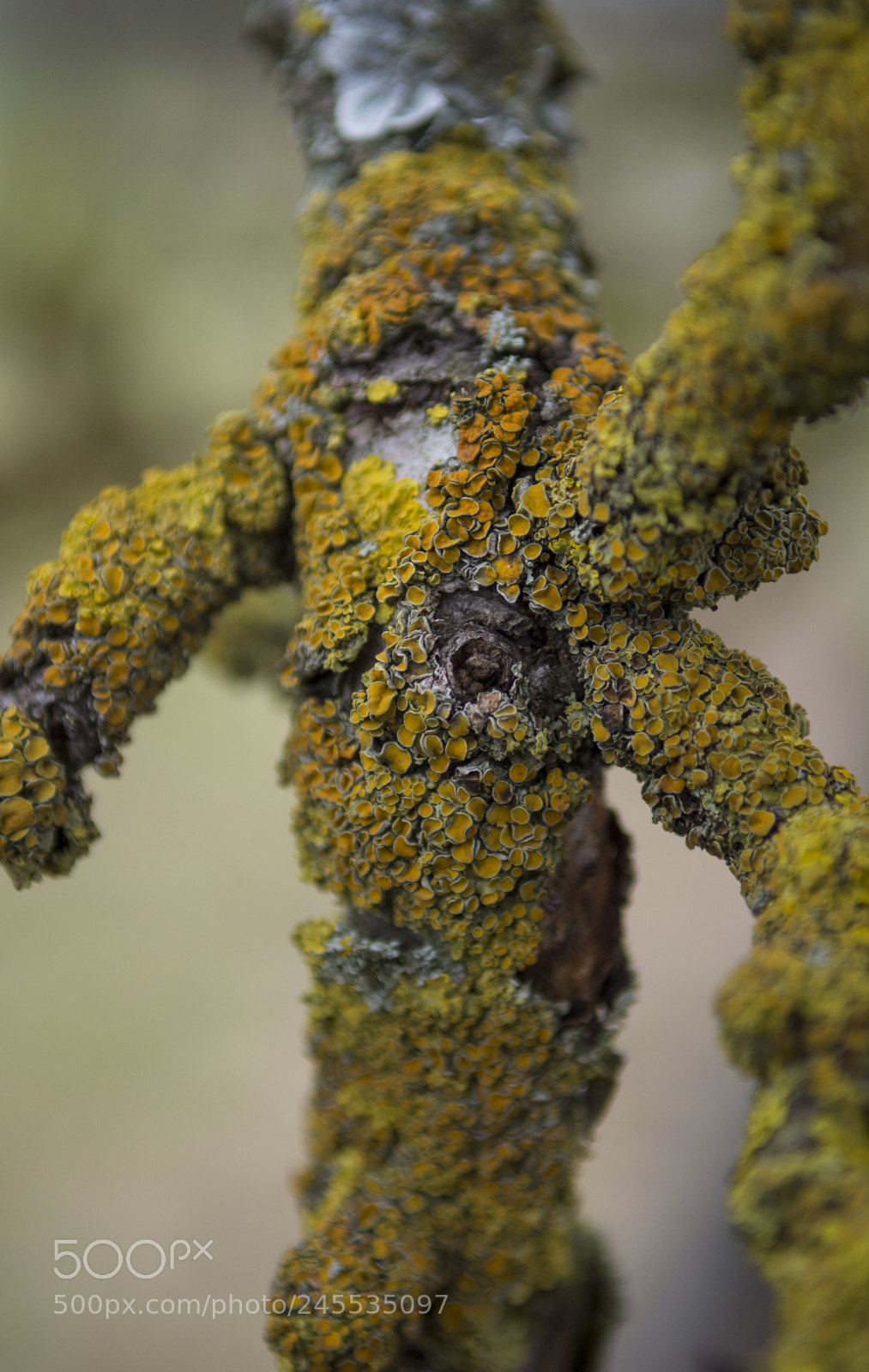 Nikon D7100 sample photo. Xanthoria parietina photography