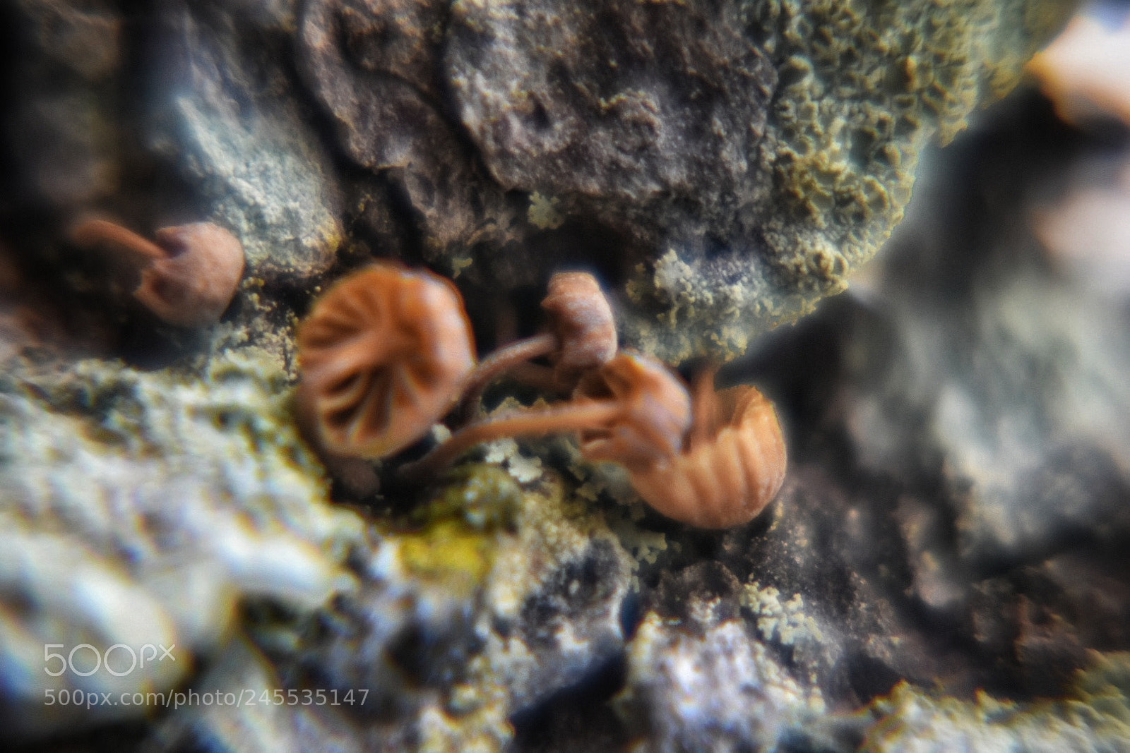 Nikon D3400 sample photo. Mushrooms photography