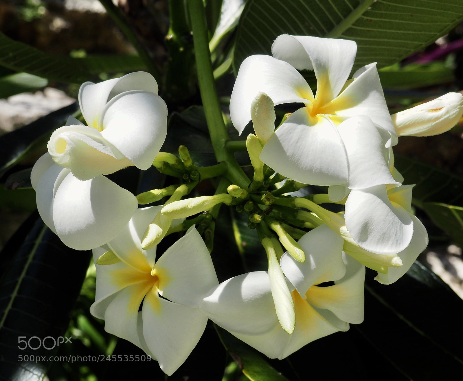 Olympus OM-D E-M10 II sample photo. Heavenly perfume- frangipani photography