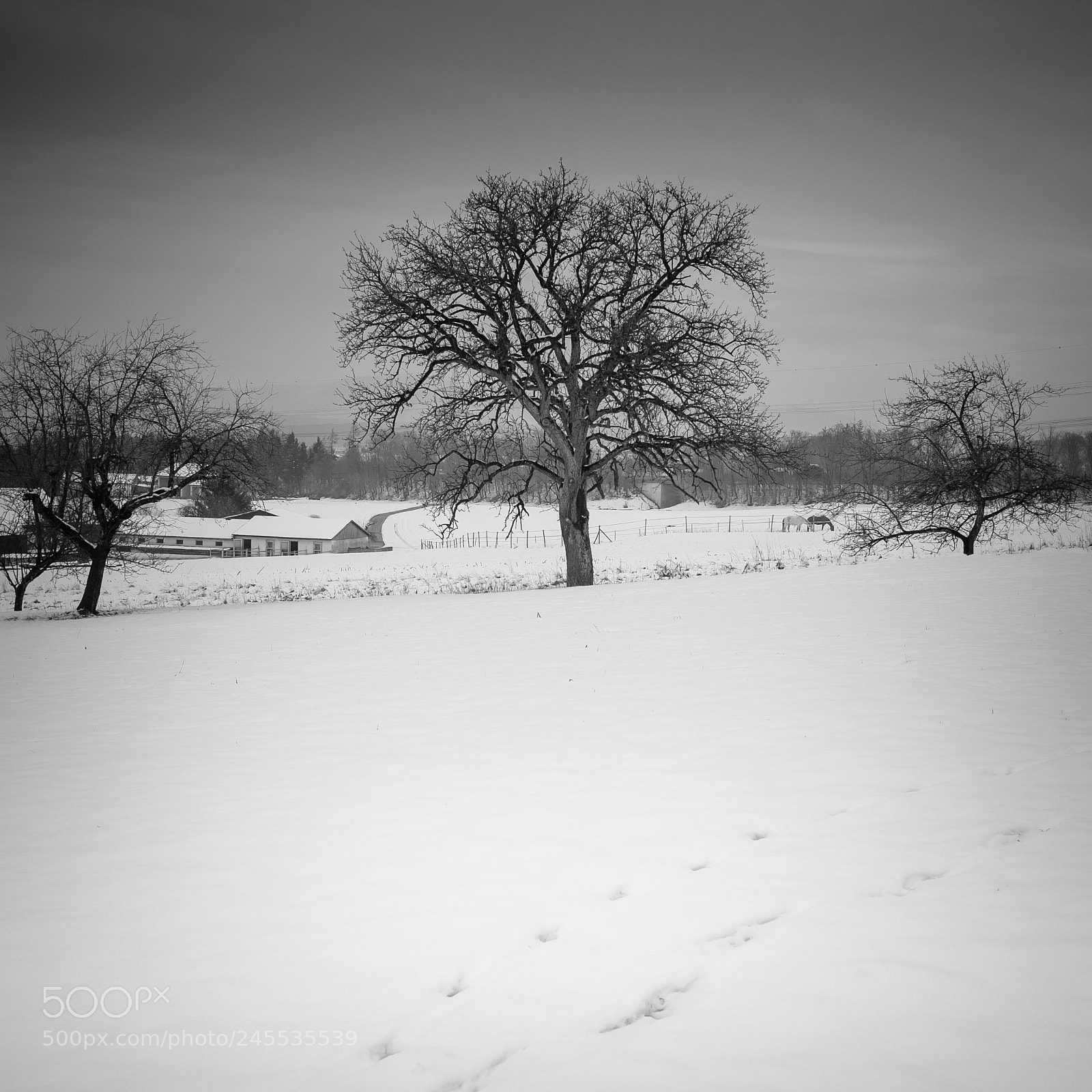 Fujifilm X100T sample photo. Snow & trees photography