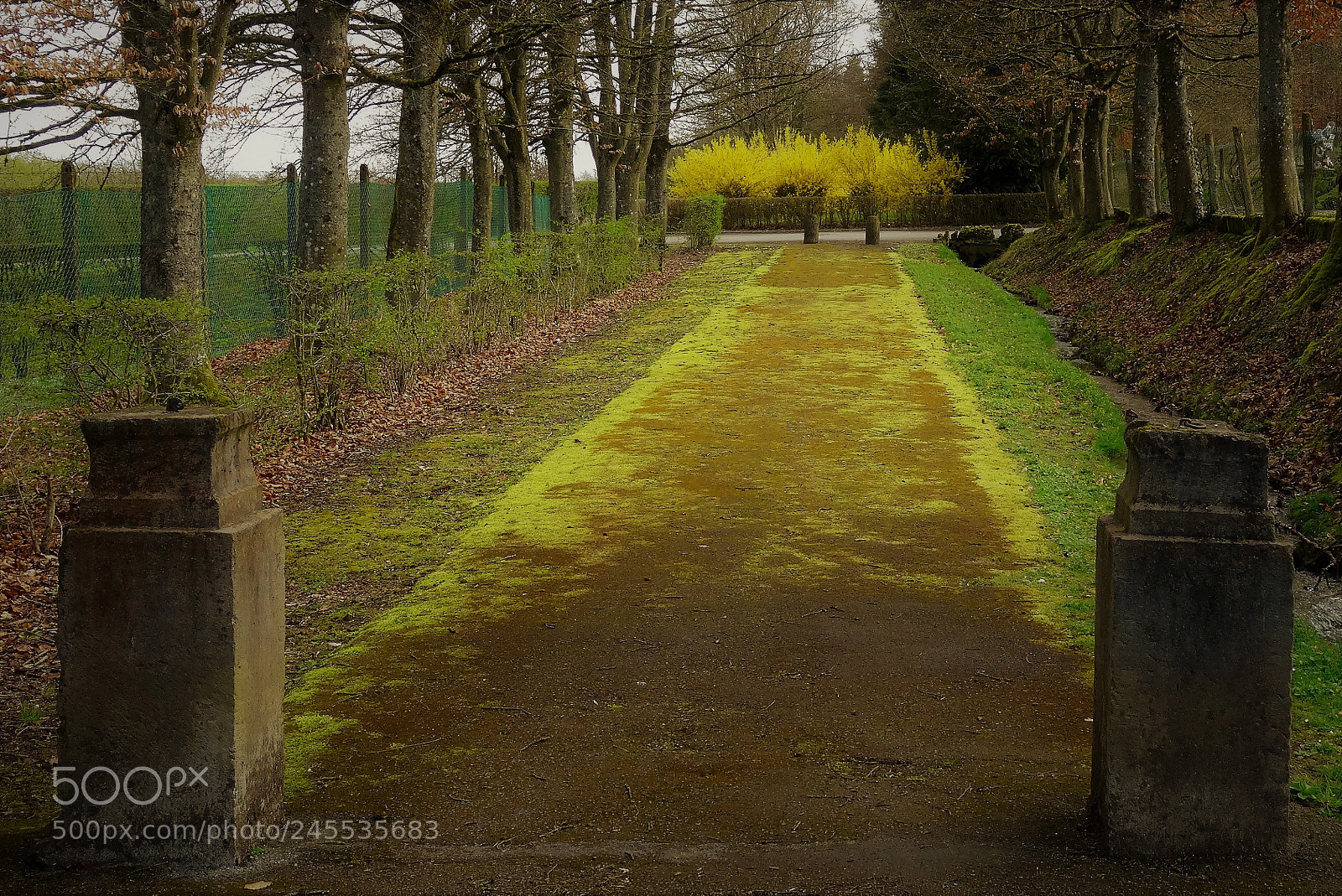 Sony DSC-HX50 sample photo. Yellow carpet photography