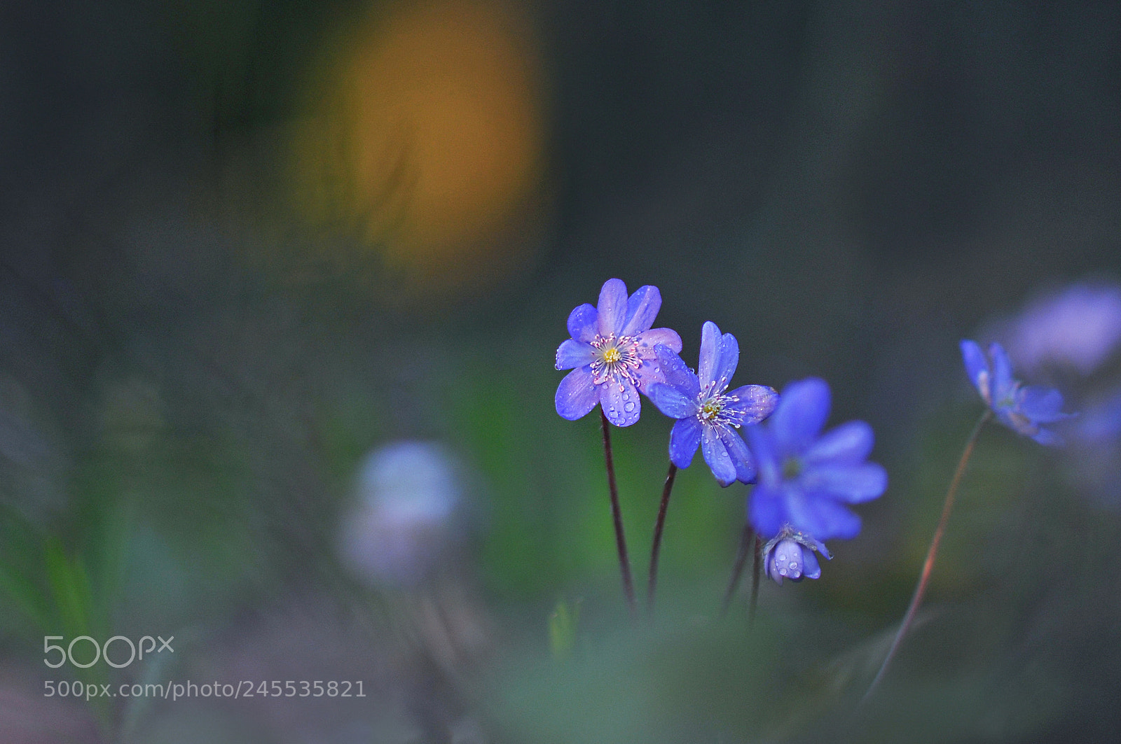 Nikon D300 sample photo. *** photography