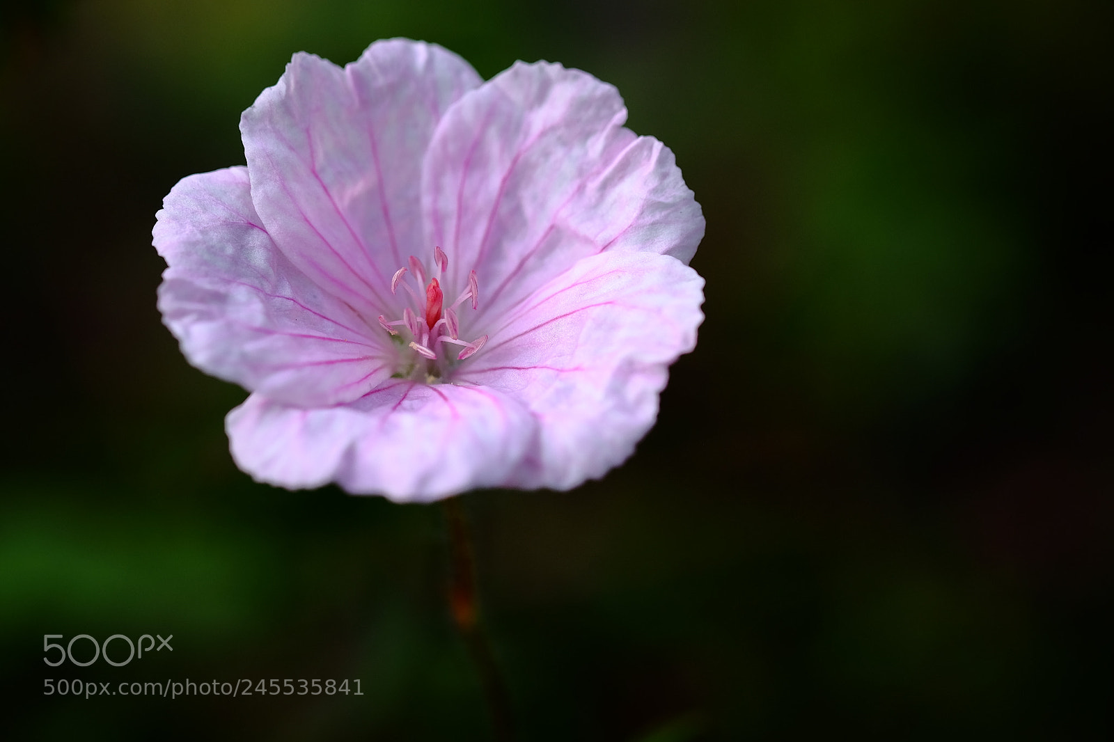 Fujifilm X-T10 sample photo. 492 photography