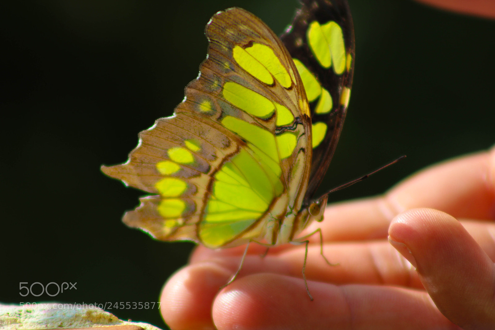 Canon EOS 1300D (EOS Rebel T6 / EOS Kiss X80) sample photo. Butterfly photography