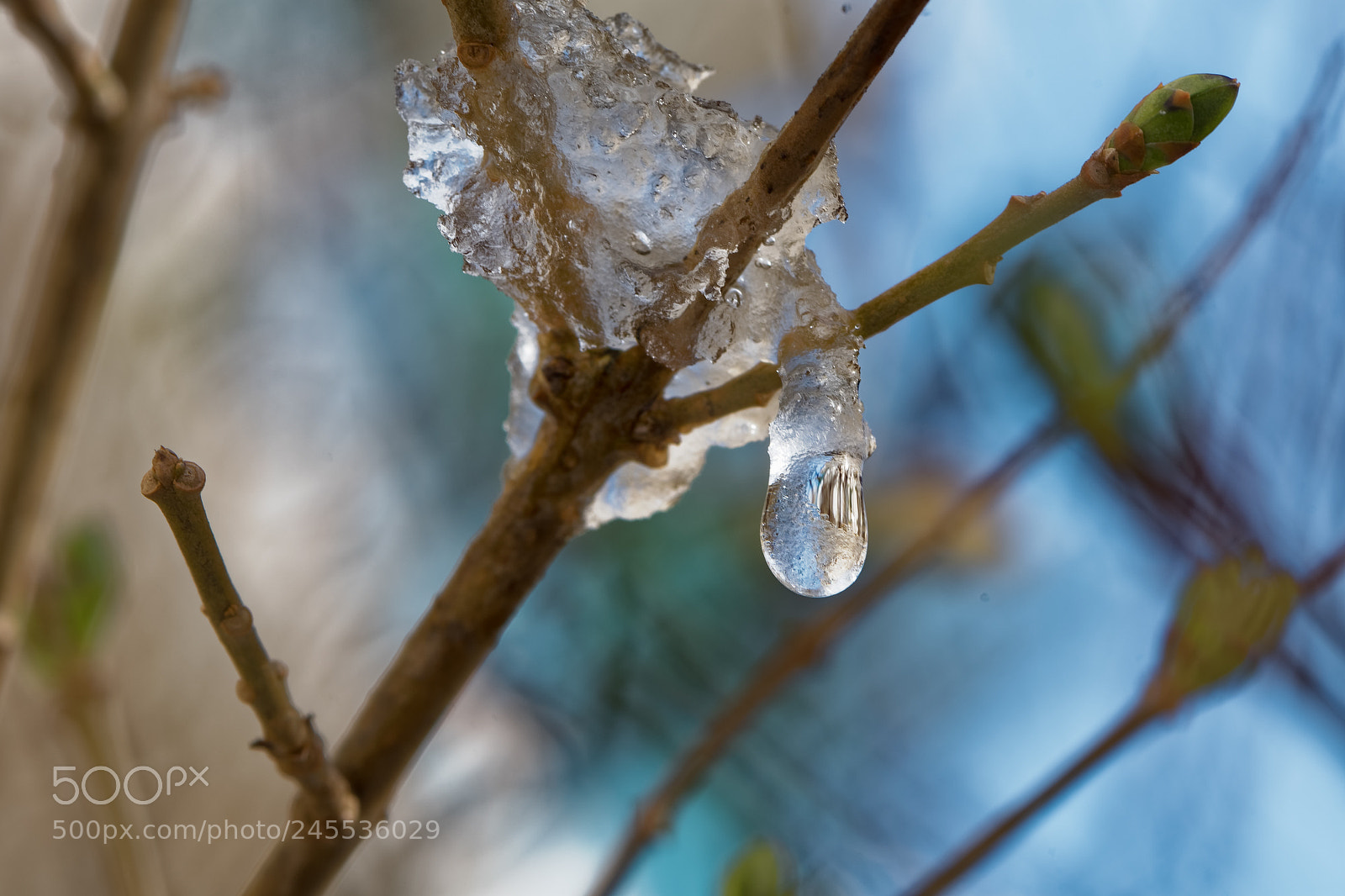 Nikon D500 sample photo. Goutte d'eau photography