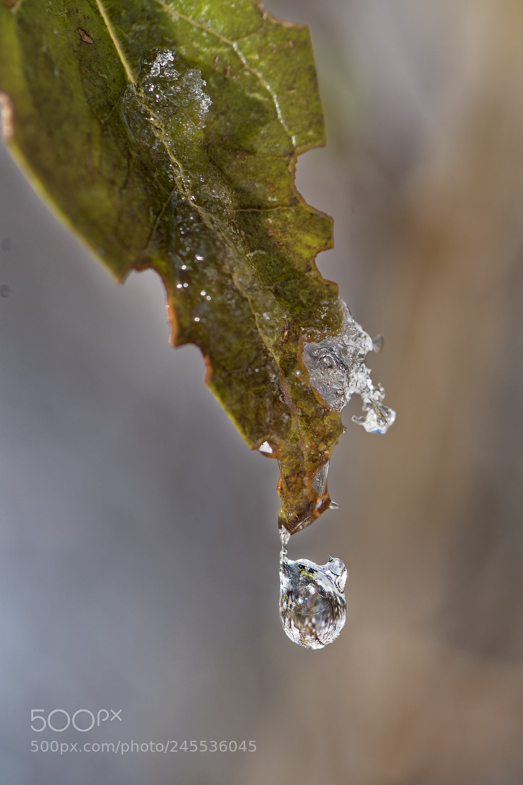 Nikon D500 sample photo. Goutte d'eau photography