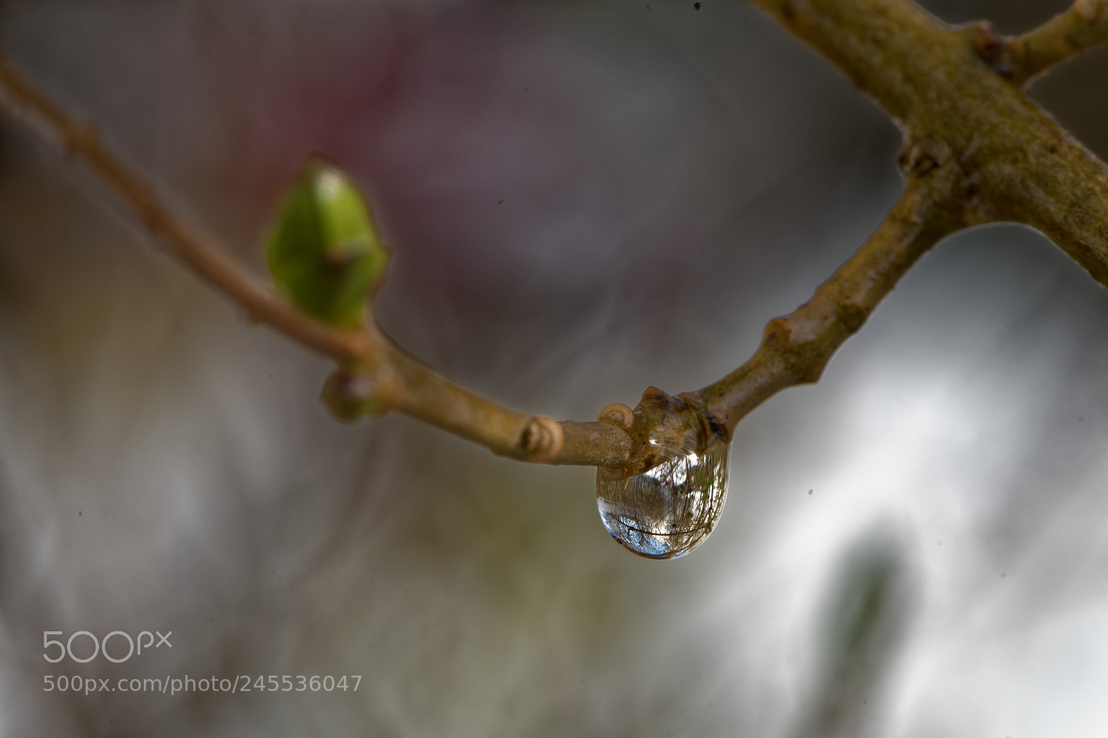 Nikon D500 sample photo. Goutte d'eau photography