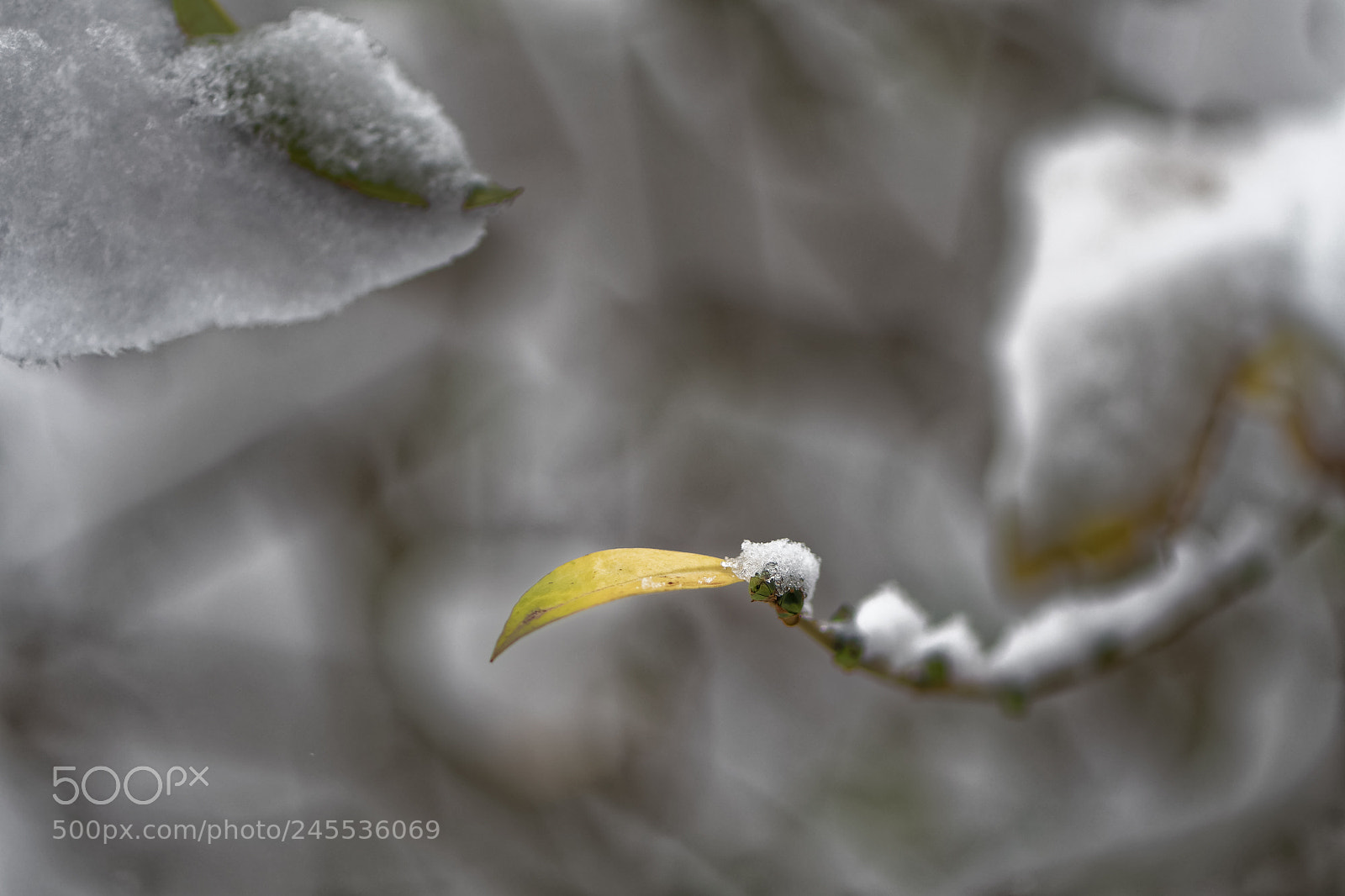 Nikon D500 sample photo. Petite feuille qui lutte photography