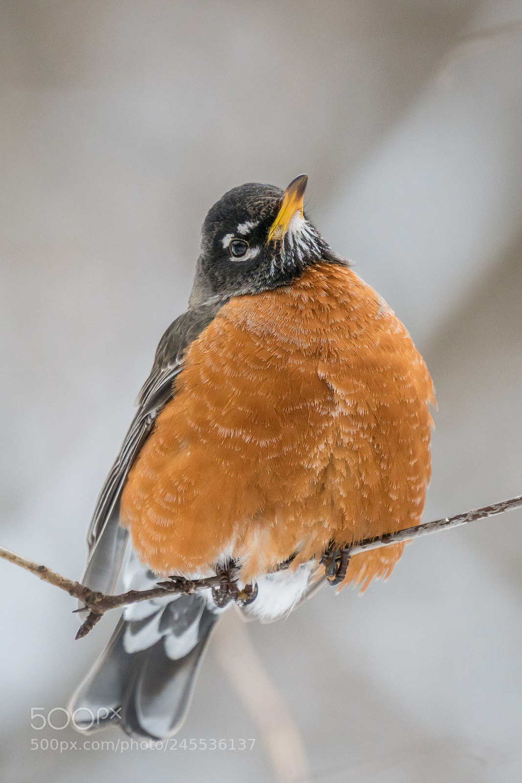 Sony a6300 sample photo. Winter robin 1 photography
