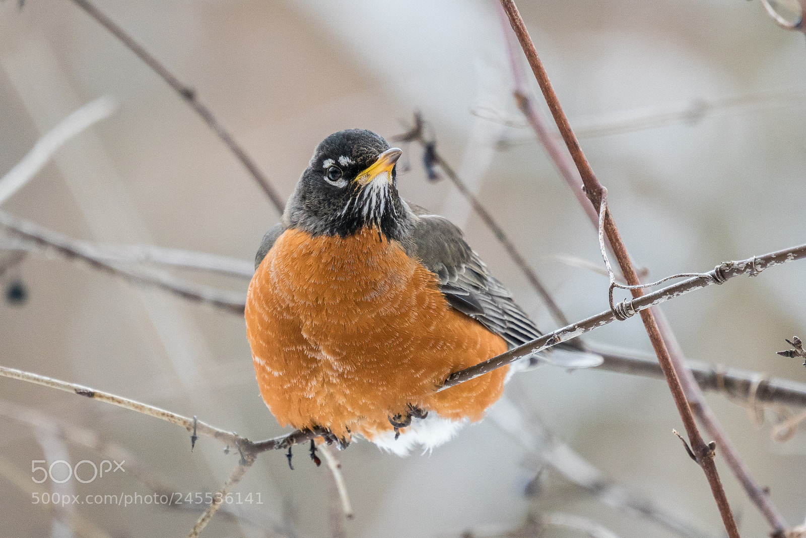 Sony a6300 sample photo. Winter robin 2 photography