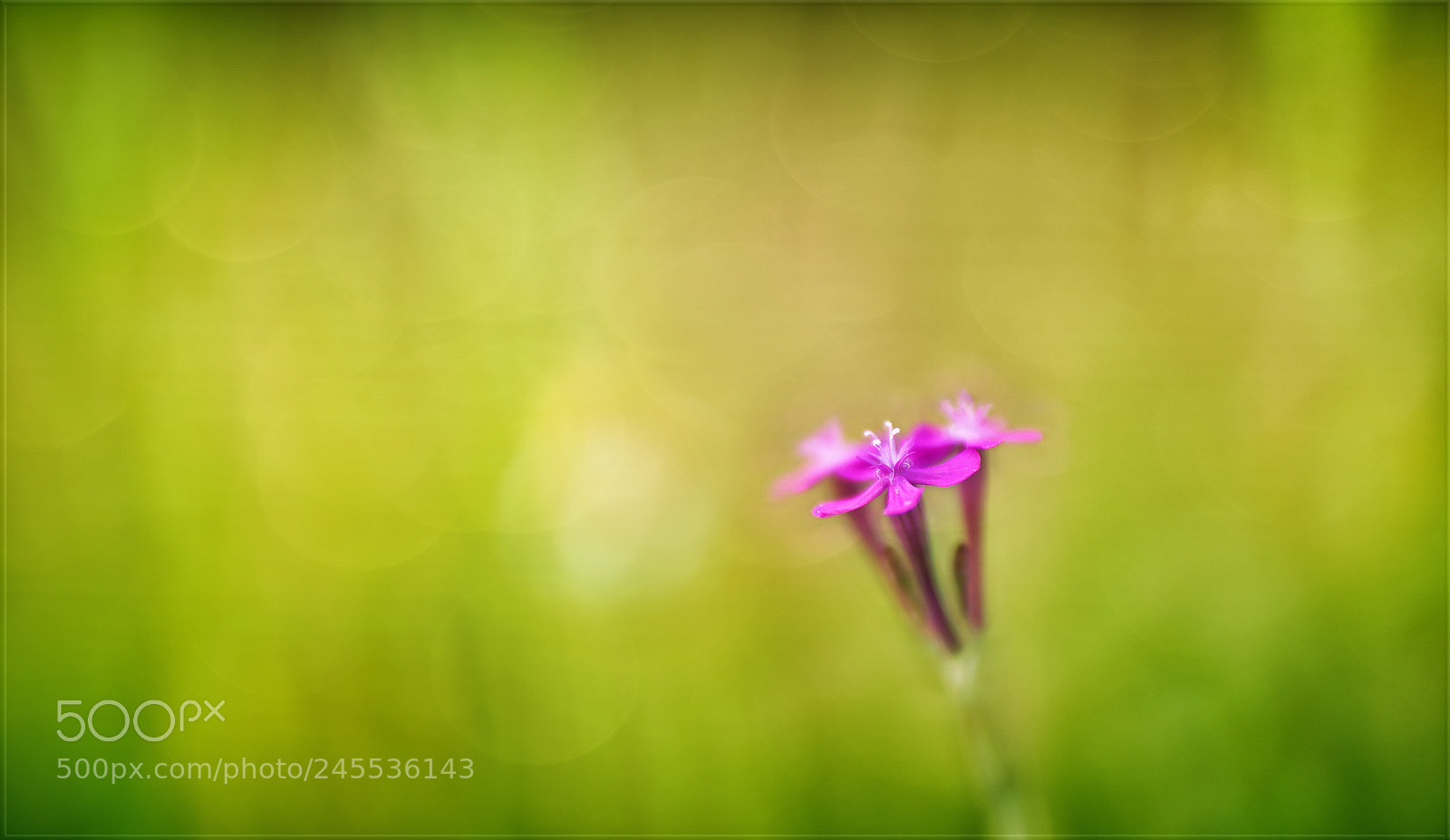 Sony a7R II sample photo. Mit dem herzen ins photography