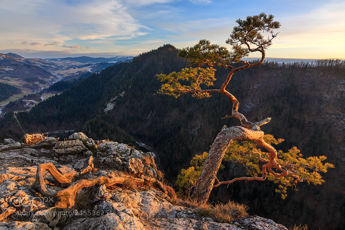 Canon EOS 50D sample photo. Pine tree photography
