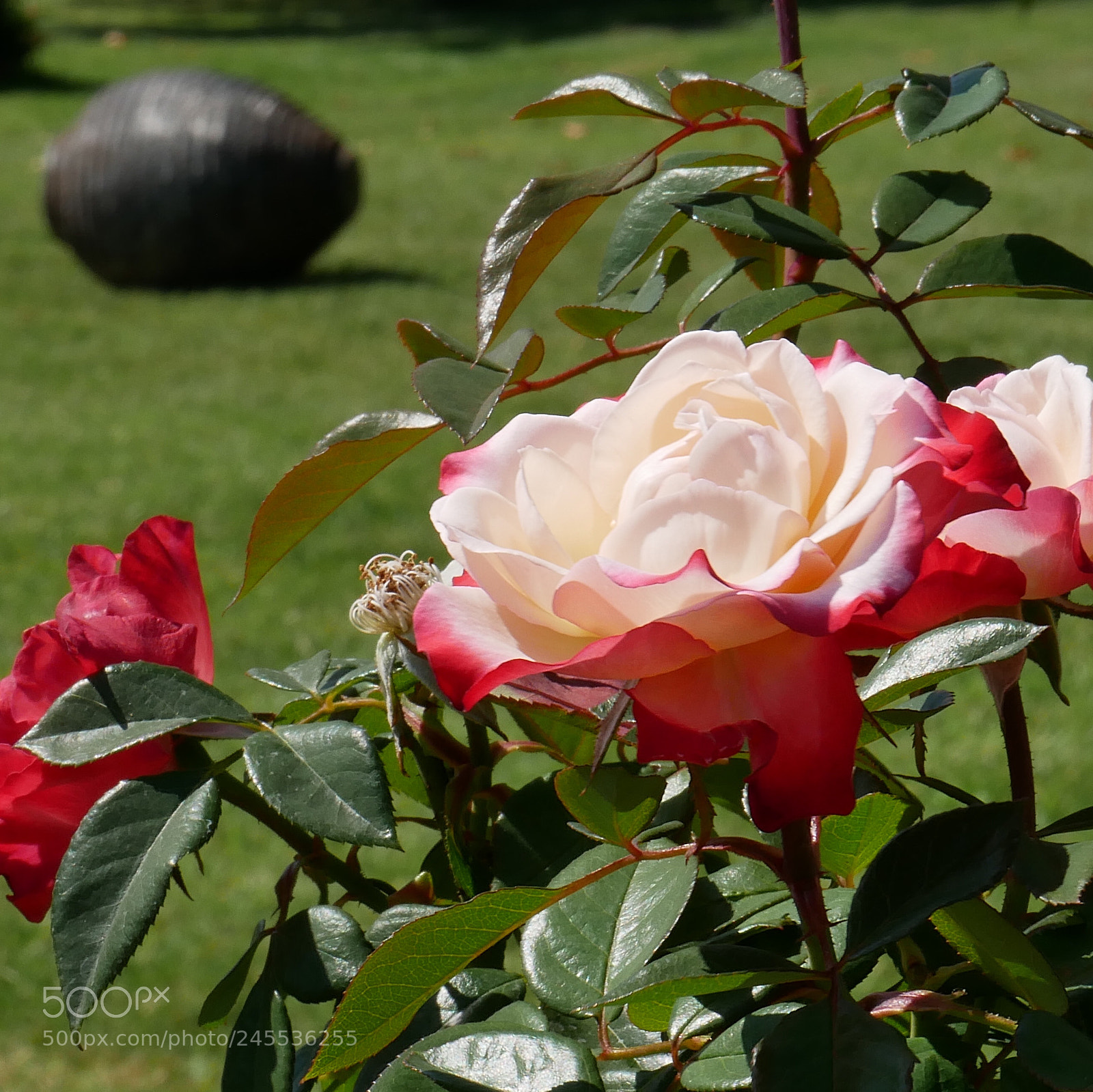 Panasonic DMC-G81 sample photo. Untitled photography