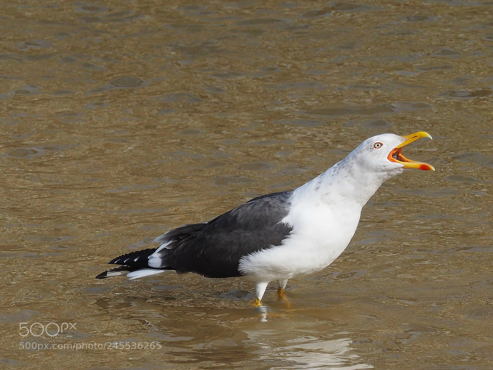 Olympus OM-D E-M1 sample photo. Gaviota sombr a larus photography