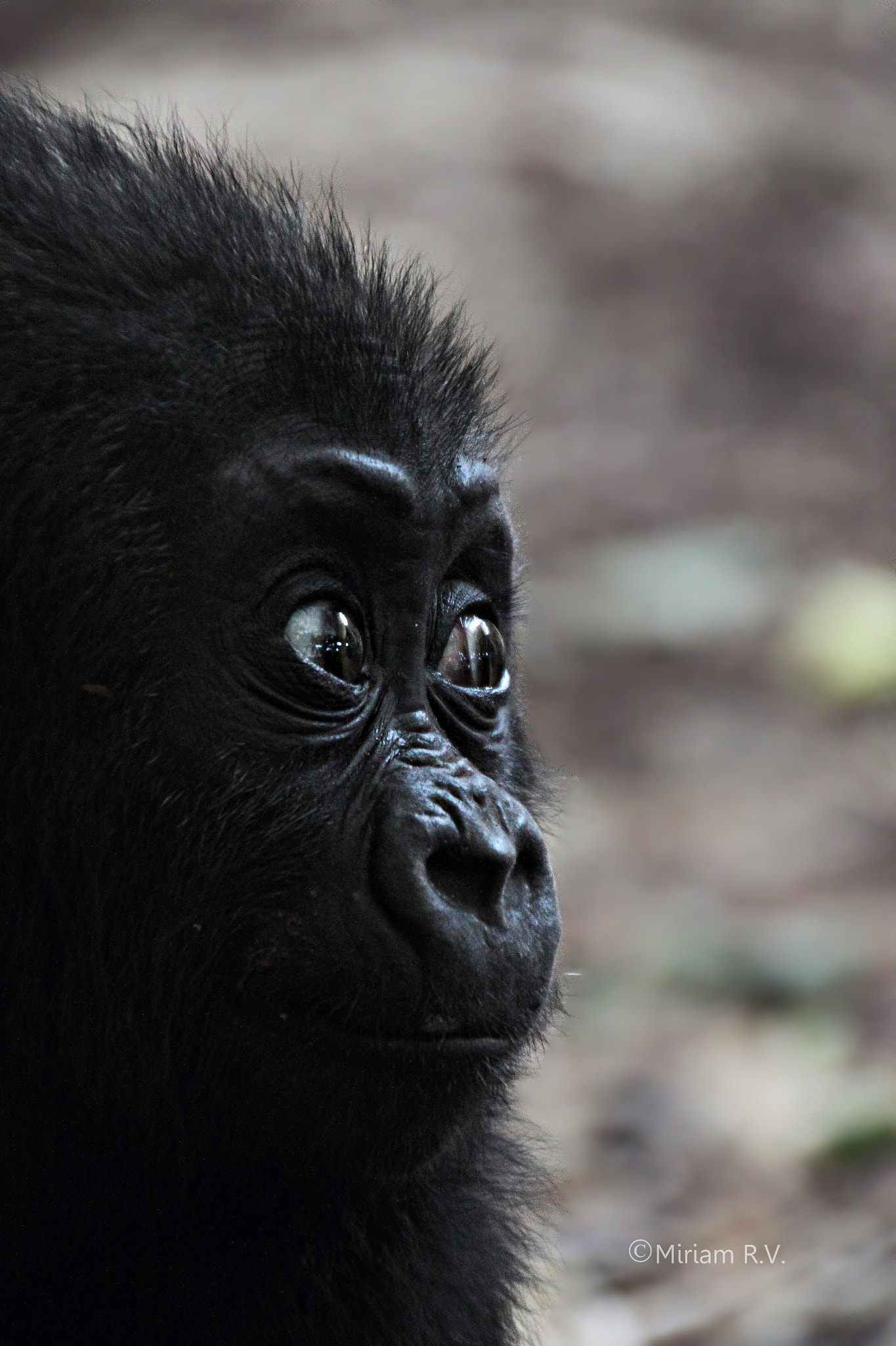 Canon EOS 550D (EOS Rebel T2i / EOS Kiss X4) sample photo. Gorilla passion photography