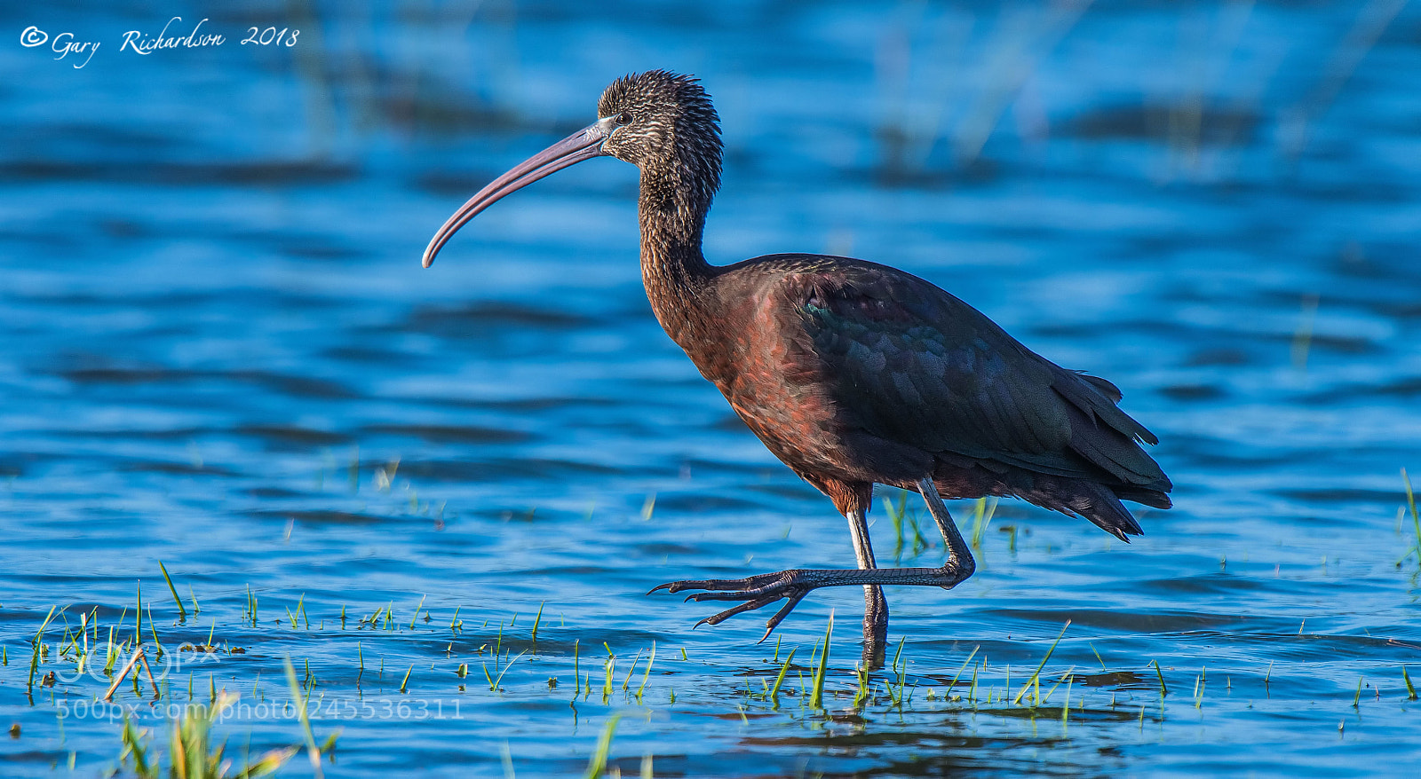 Nikon D500 sample photo. Glossy ibis photography