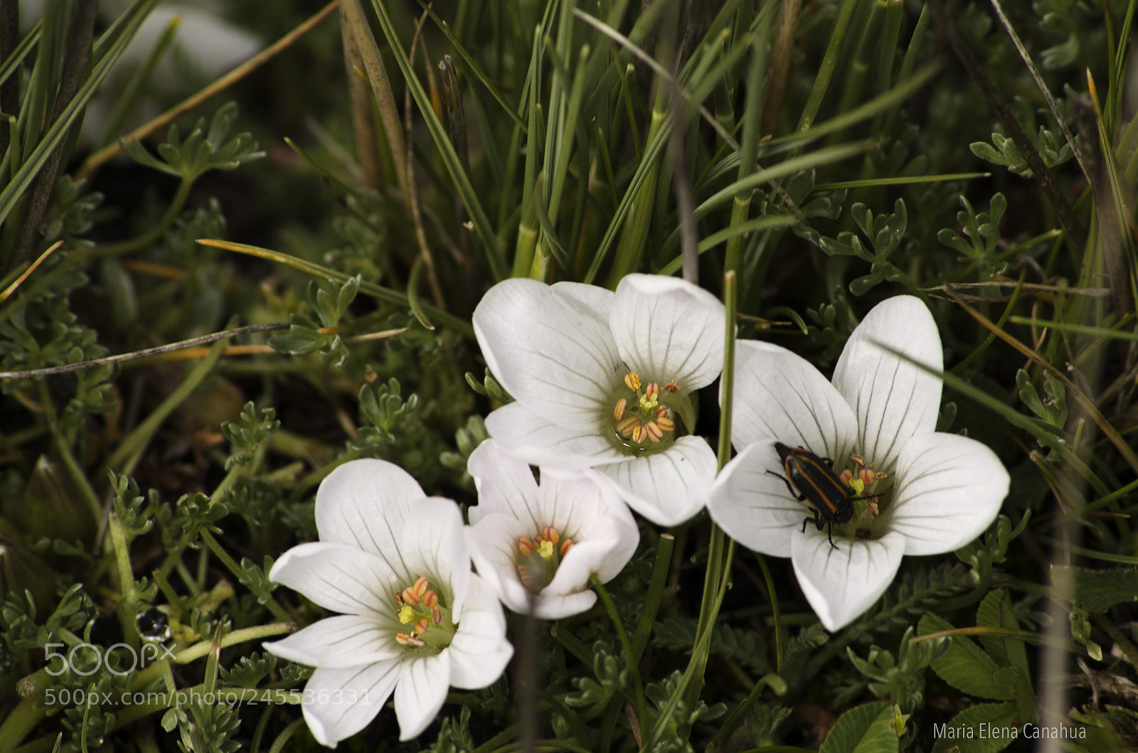 Nikon D5100 sample photo. Macro flower at highland photography