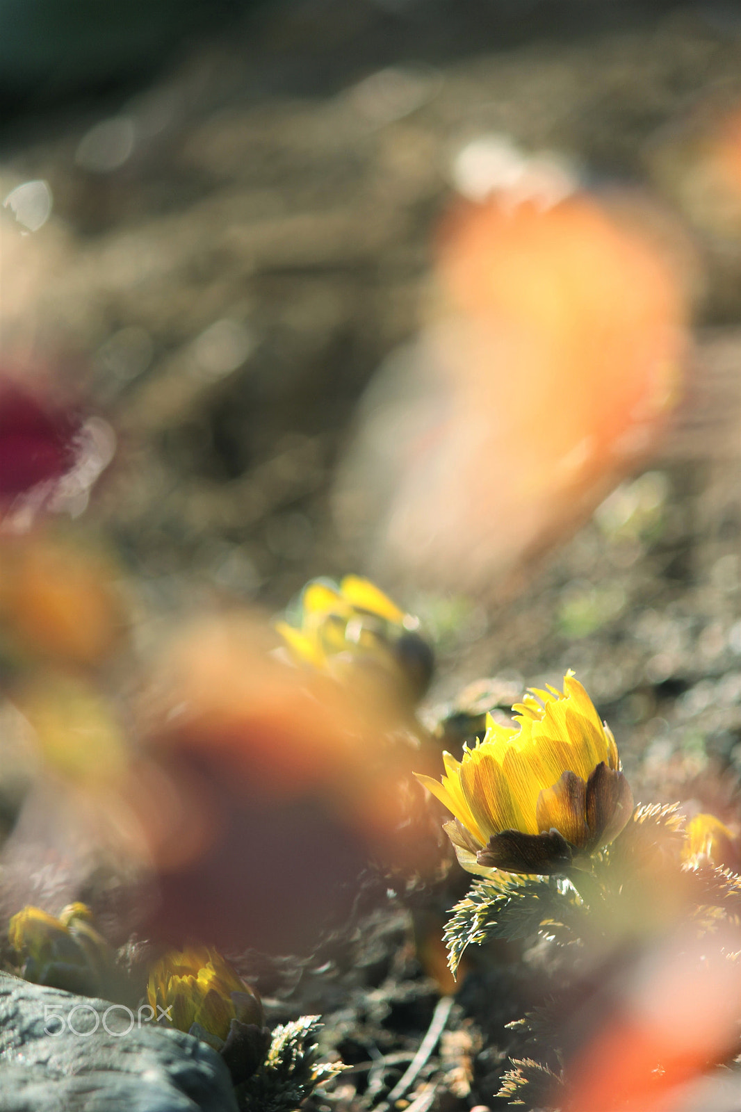 Canon EF-S 55-250mm F4-5.6 IS II sample photo. Winter sunshine photography