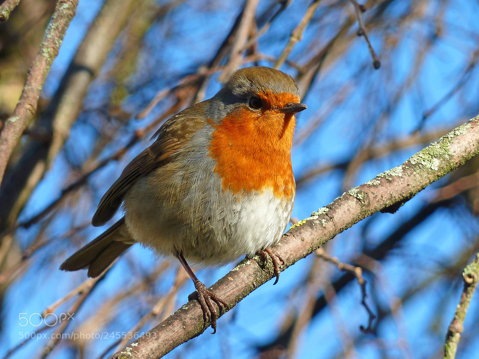 Panasonic Lumix DMC-ZS5 (Lumix DMC-TZ8) sample photo. Robin photography