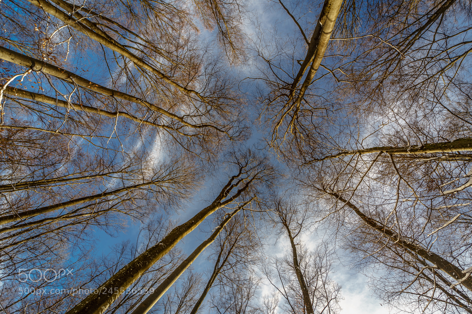 Sony a7 II sample photo. Nach oben strebend photography