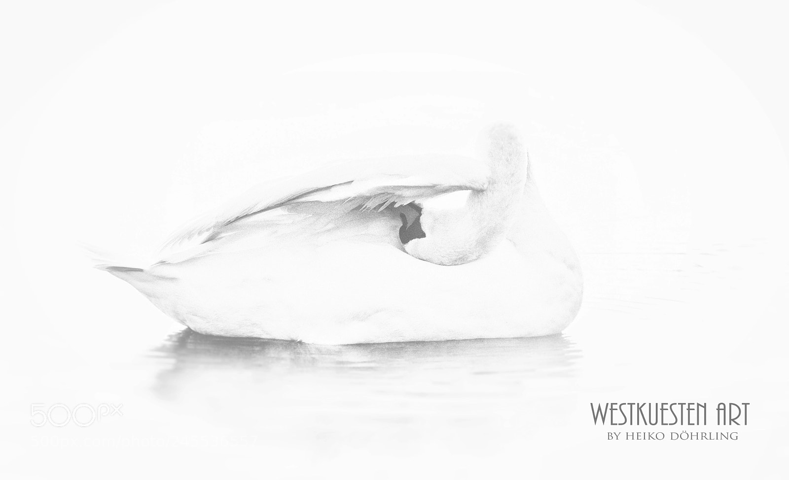 Nikon D7200 sample photo. Swan photography