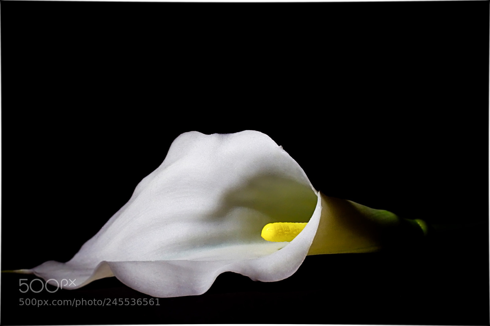 Sony SLT-A68 sample photo. Dark calla photography