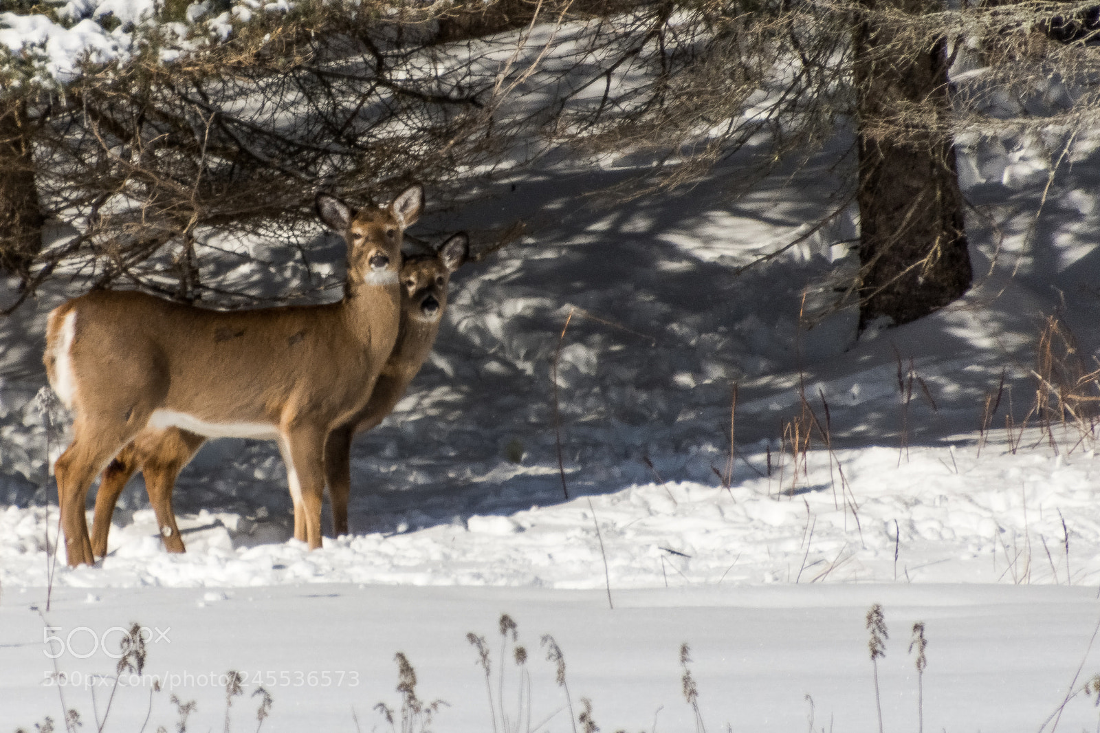 Nikon D7200 sample photo. Whitetail deer photography