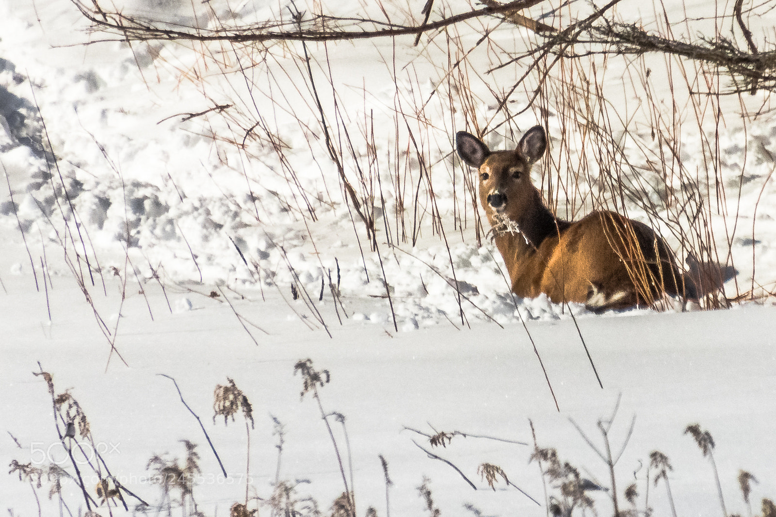 Nikon D7200 sample photo. Whitetail deer photography